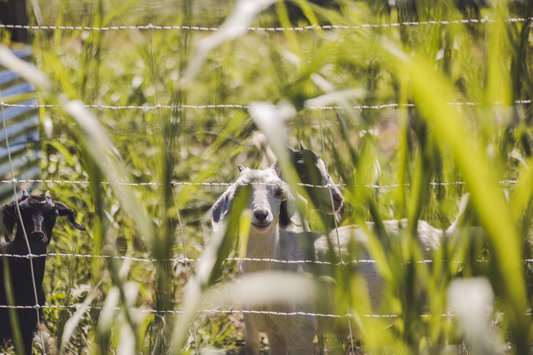 Close up of goats through the grass at Cobblestone Farm