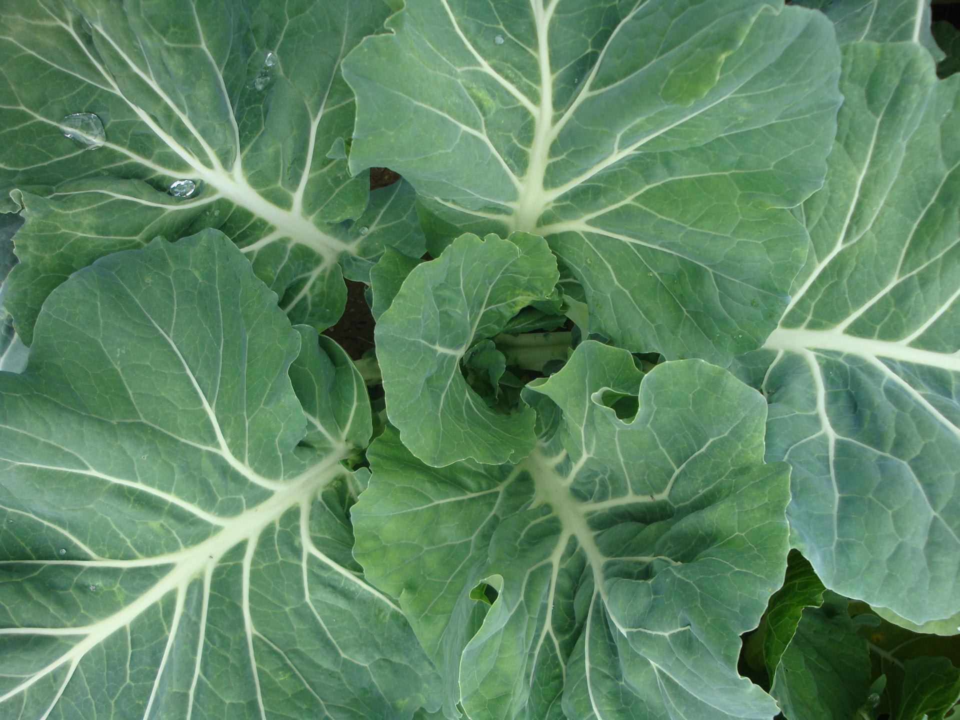 Close up of center of kale plant
