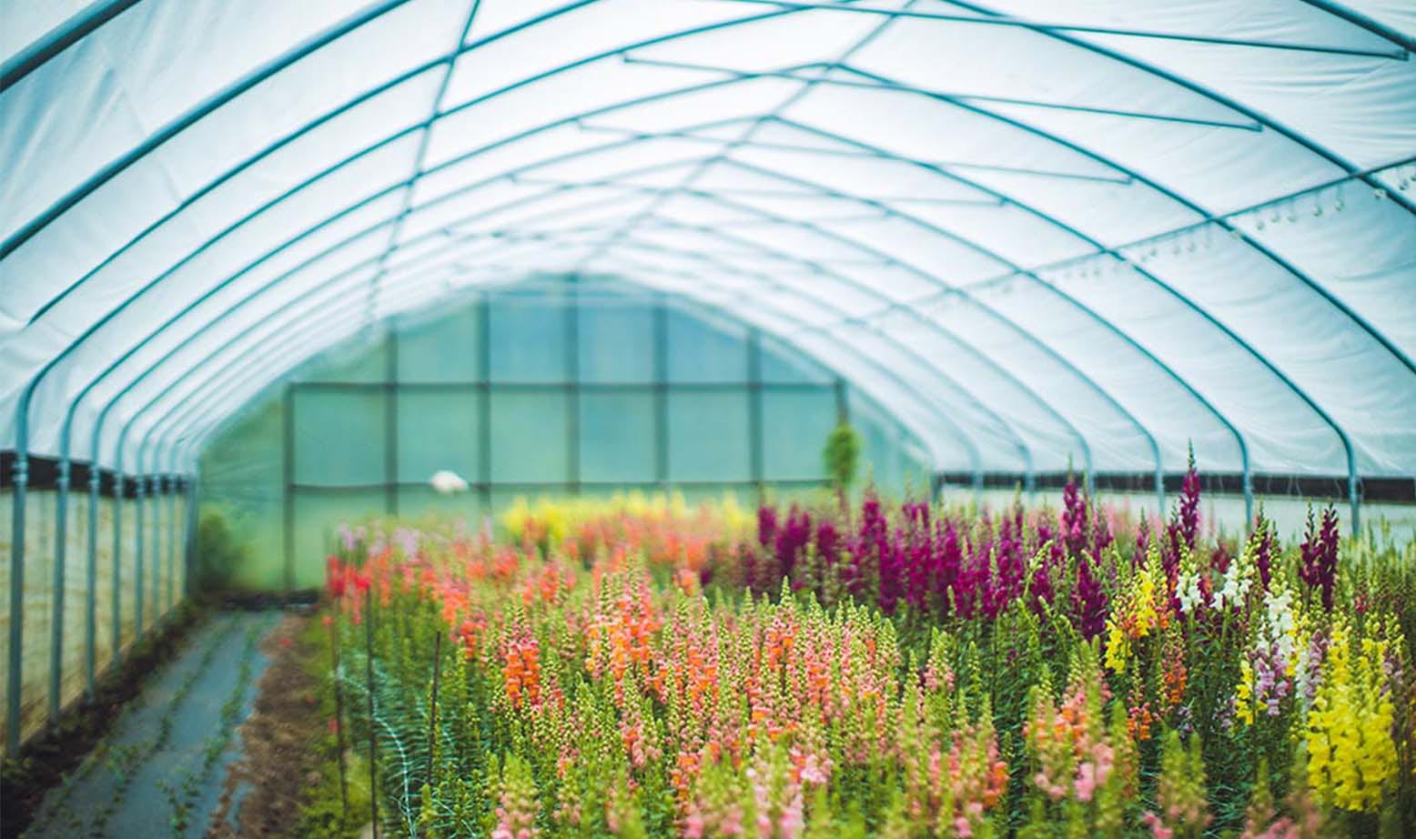 Greenhouse full of vibrant florals