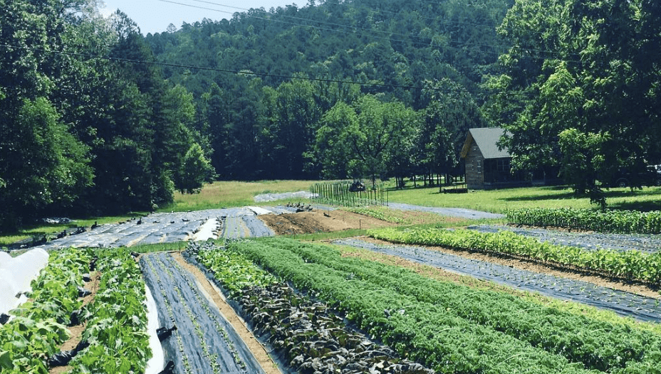 Blue Mountain Farms rows of vegetable crops